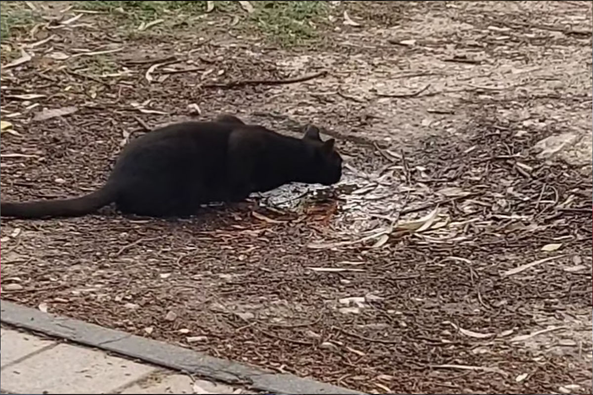 הצמא שלא שומעים – סכנת ההתייבשות של חתולי הרחוב בקיץ האשדודי