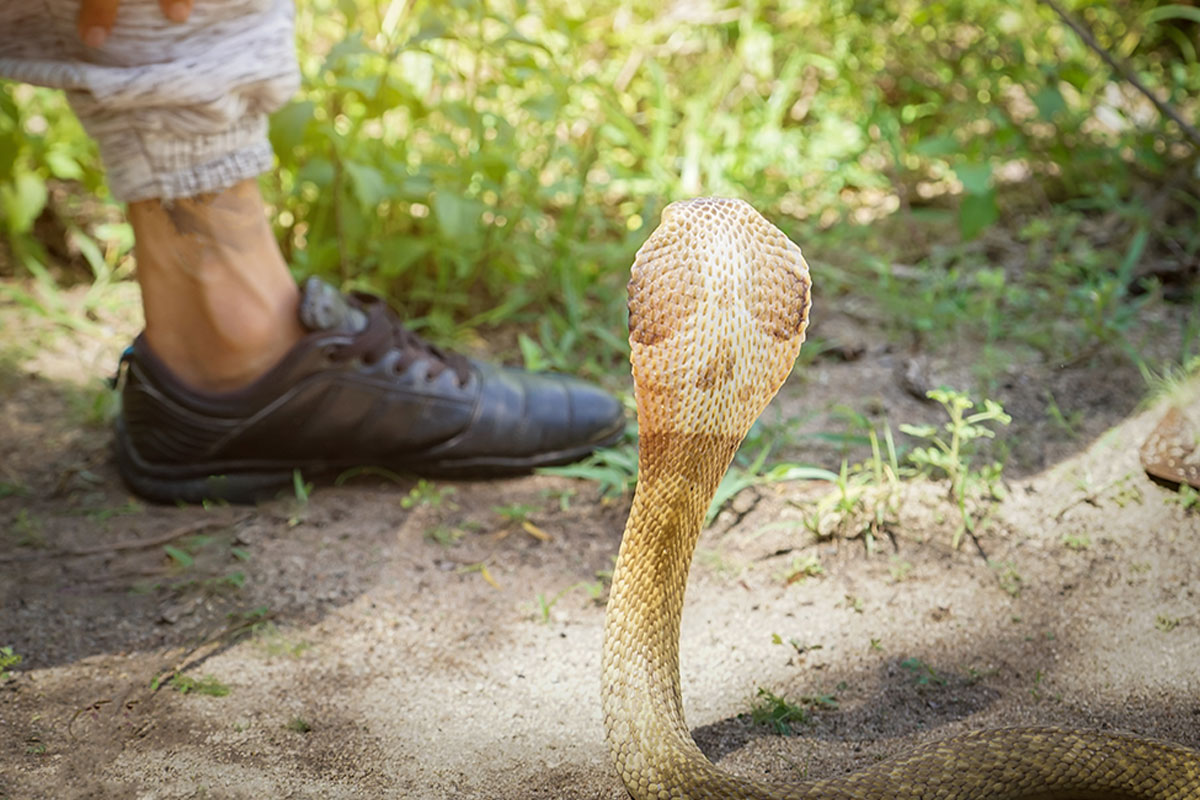 סכנת ההכשות בשטחים אורבניים: גבר הוכש ע"י נחש באמצע הרחוב באשדוד