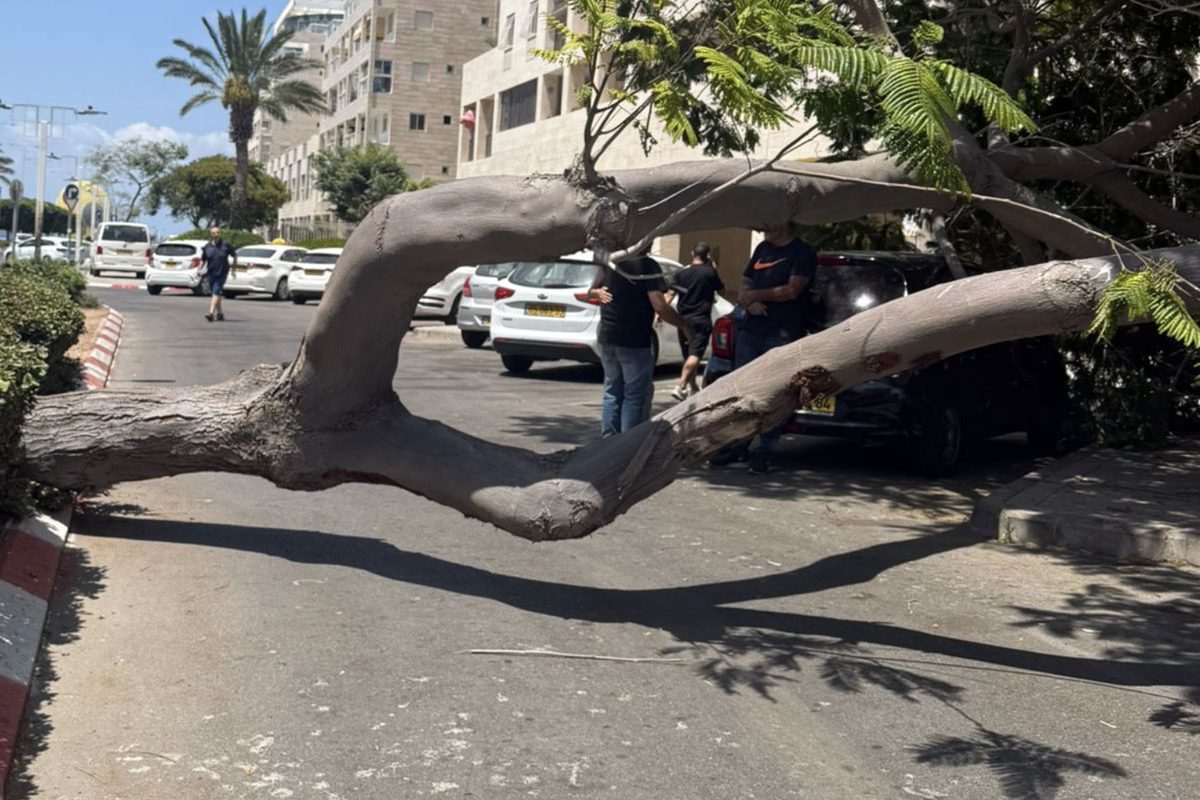 קריסת עץ בתל חי 19
