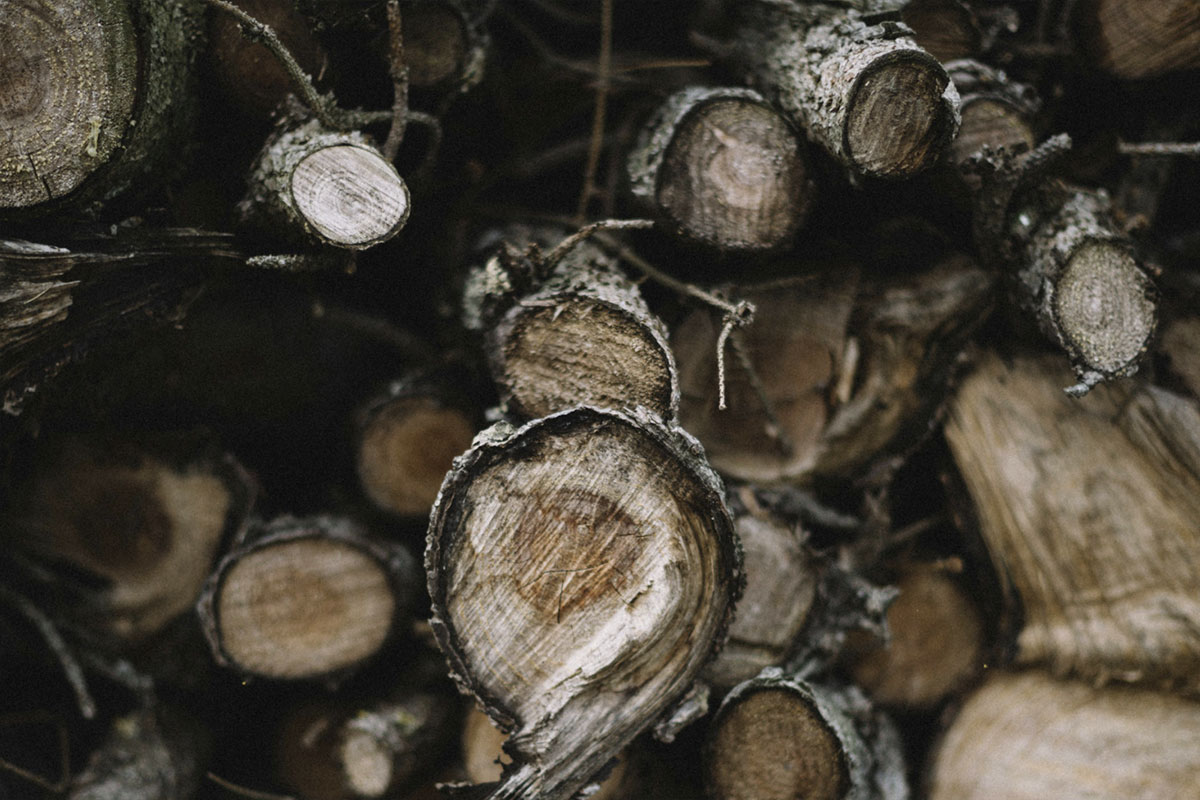 מחסן עצים – מקור החומר שמניע תעשיות ויוצר הזדמנויות