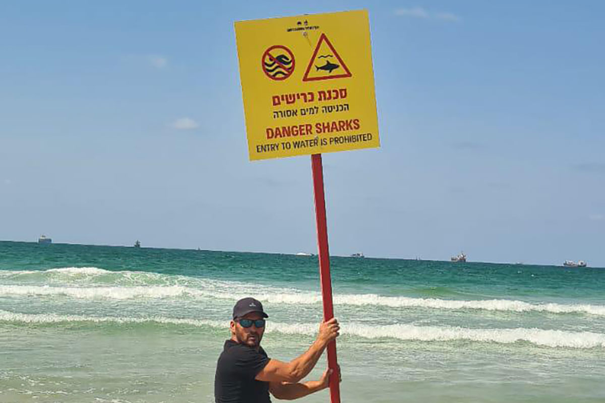 התראה על כריש שנצפה בחוף יא