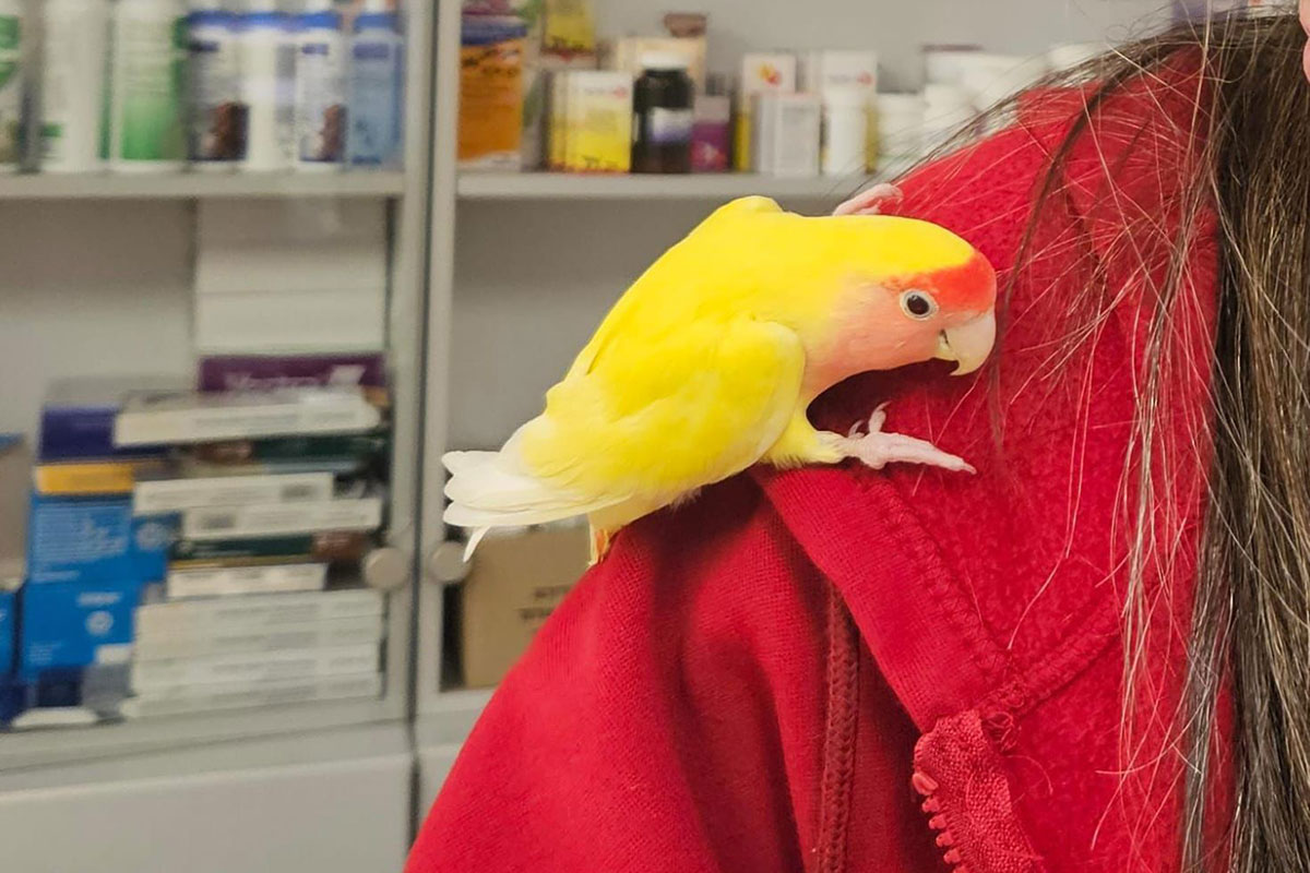 התוכי שחולץ מהים קיבל טיפול מיוחד בכלבייה העירונית