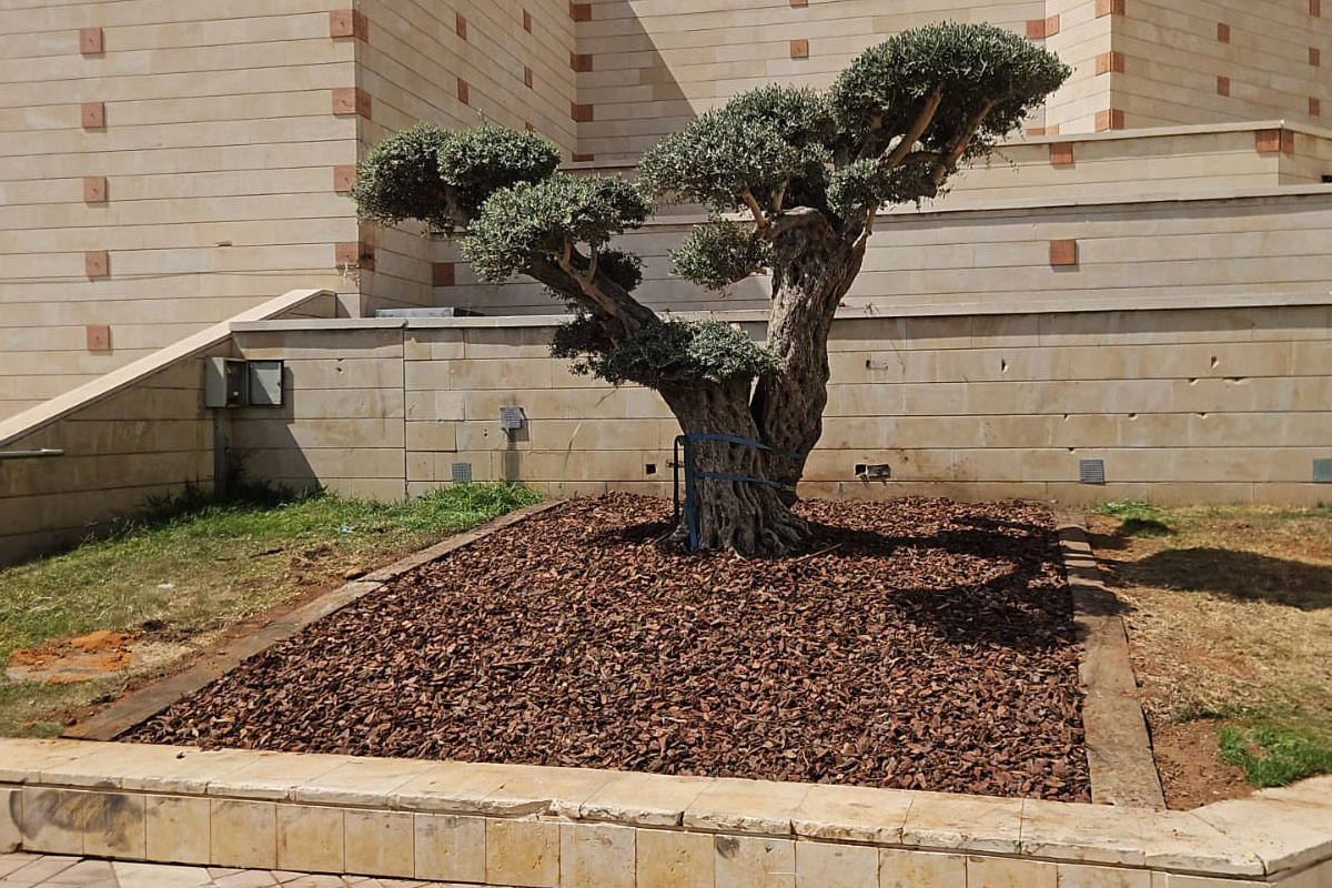 טקס ה-7 באוקטובר בכיכר עץ הזית