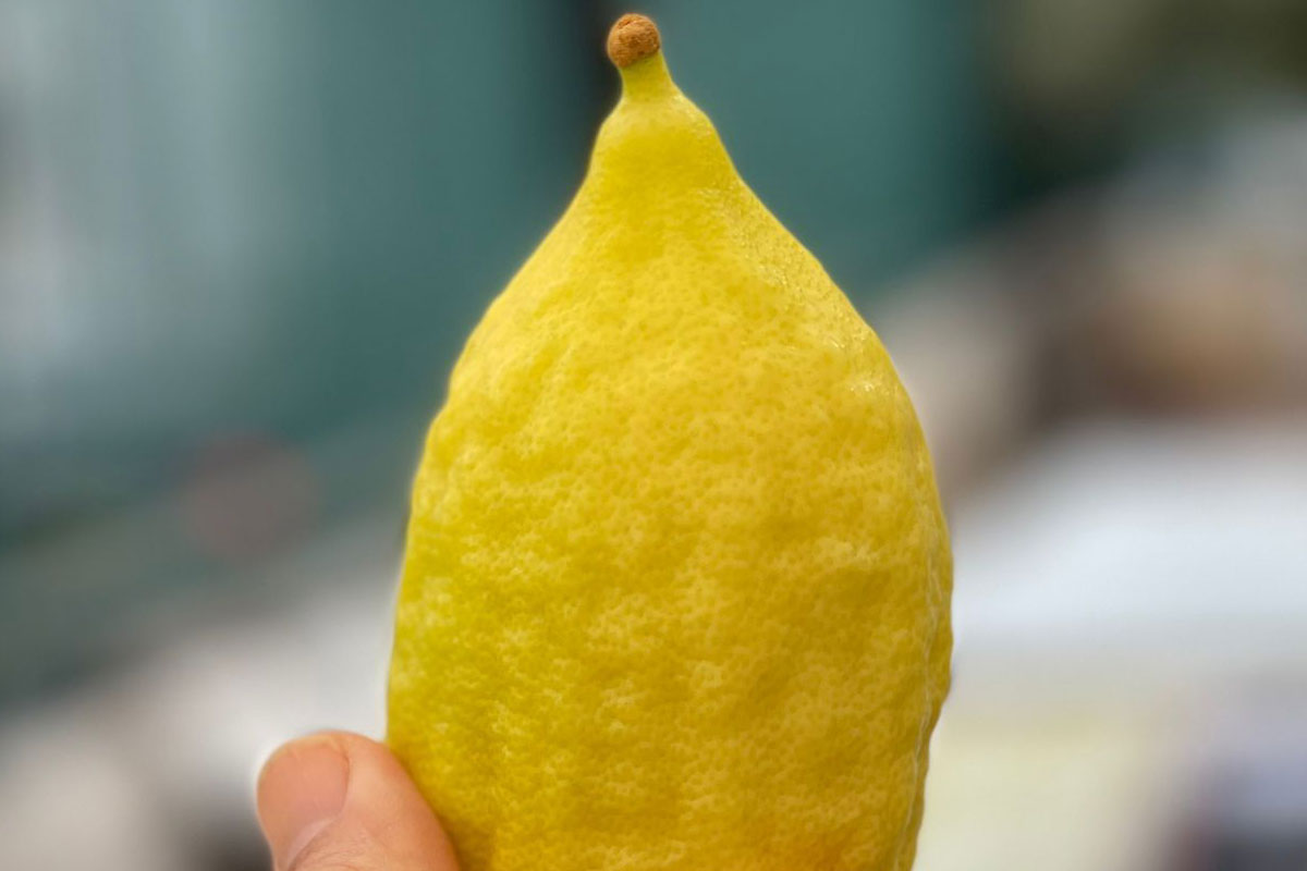 שוק ארבעת המינים ואיפה ומתי מקבלים סכך?