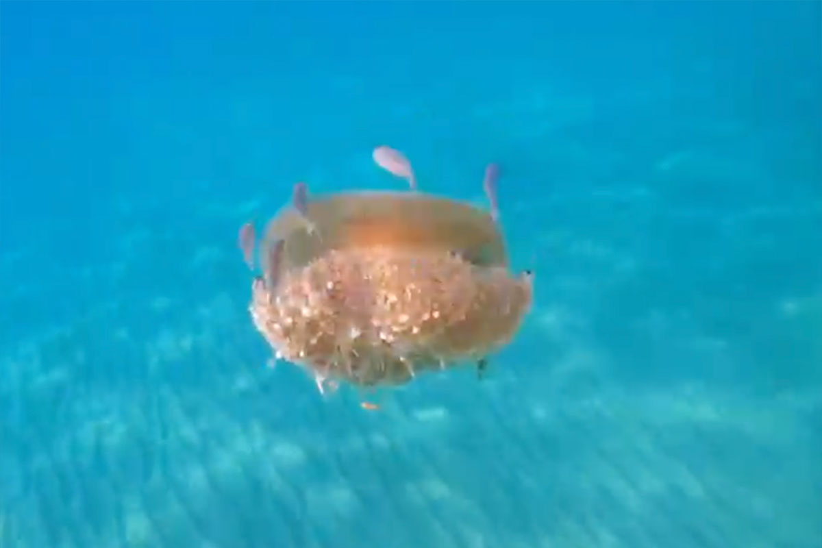 מפגש נדיר עם מדוזת ביצת העין הים תיכונית