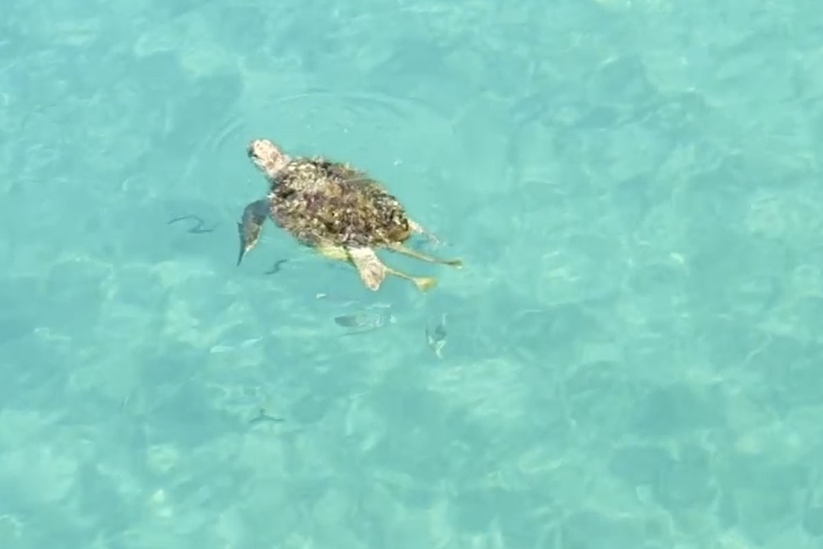 צב הים שעלה לרגע להעביר לנו מסר ברור