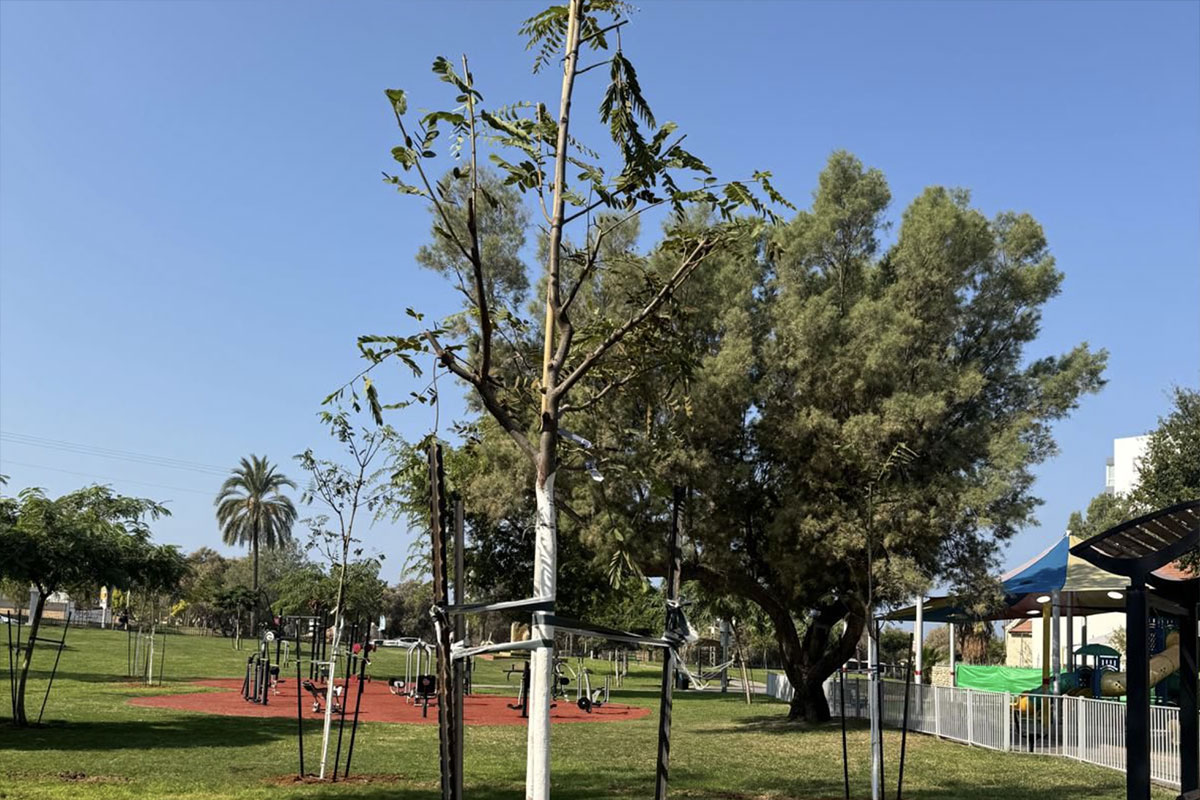 כ-5,000 עצים חדשים ניטעו ברחבי העיר