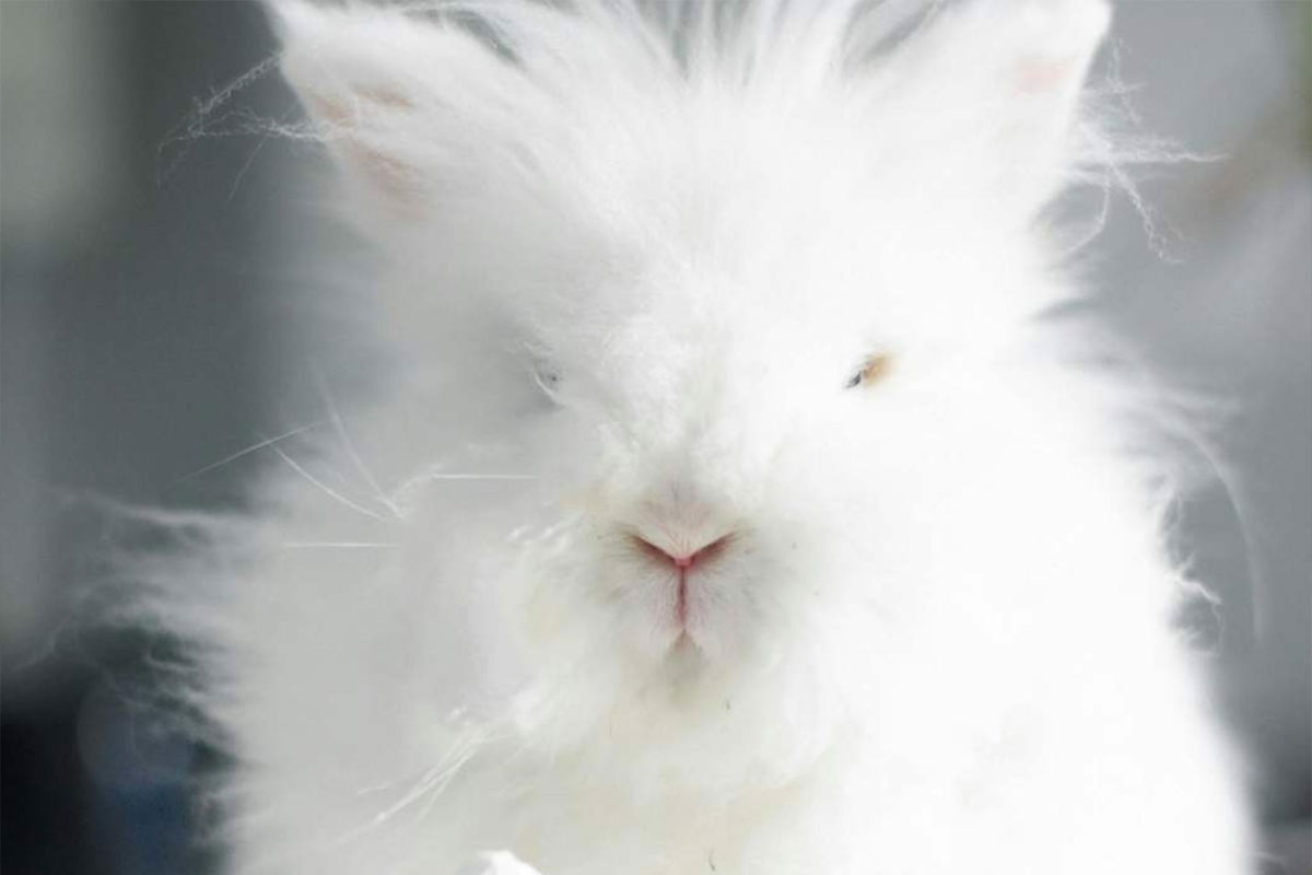 אוכל לארנבים וגידול ביתי – התאמת התזונה למערכת העיכול הרגישה