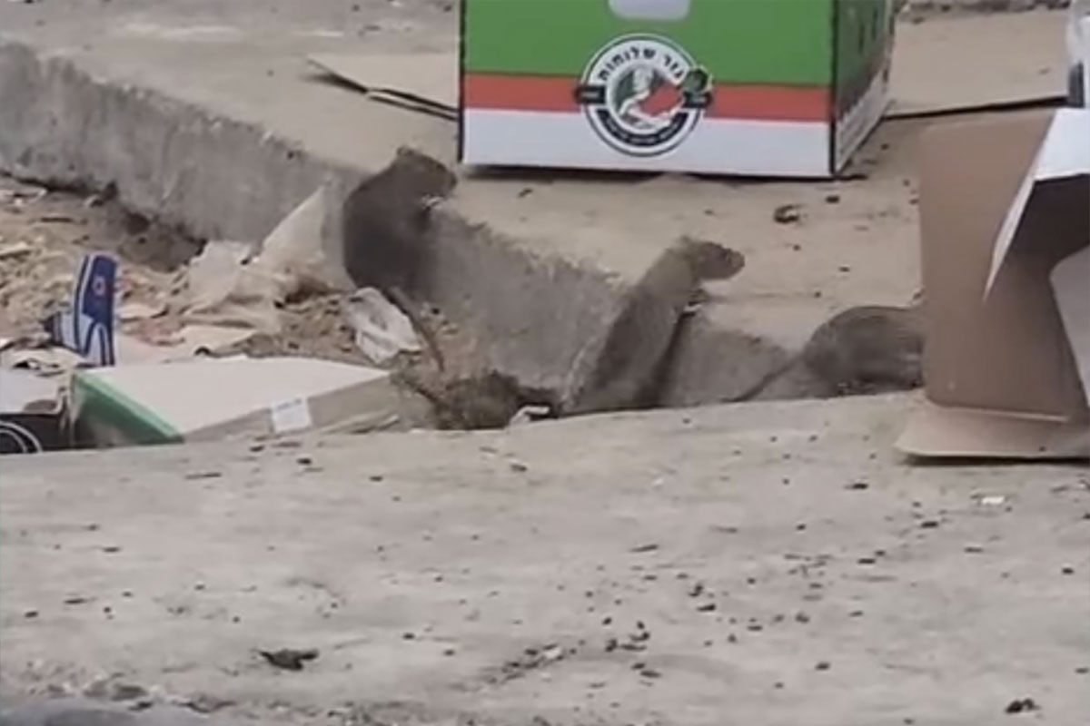 וידאו: מפגע תברואה: חולדות מסתובבות באין מפריע ליד פחי זבל