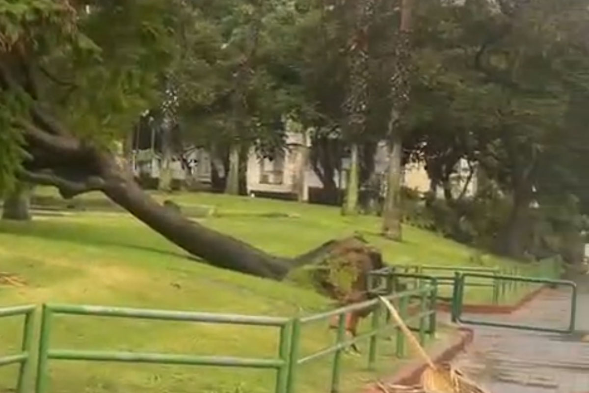 עץ נפל ברובע יג׳