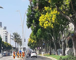 הערב בוועדה המקומית: דיון מרכזי בתכניות התחדשות רחבות היקף ברחוב הרצל