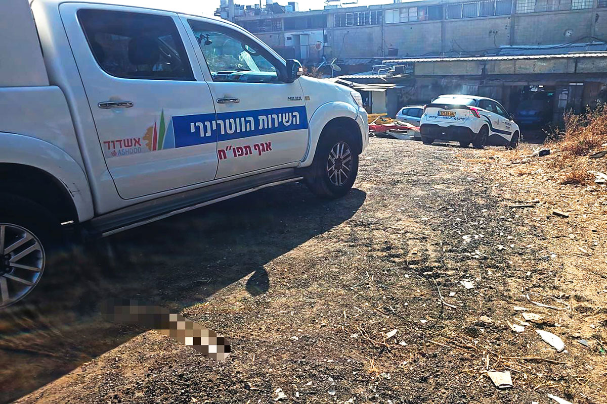 מבצע אכיפה וניקיון בצפון אשדוד: פינוי פסולת, טיפול ברכבים נטושים ואכיפה מוגברת