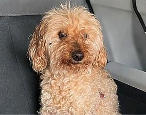 טוי הלך לאיבוד: המשפחה מבקשת את עזרת הציבור באיתורו