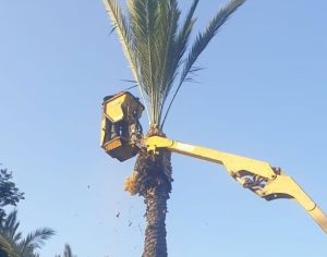 מתכוננים לסוכות: עיריית אשדוד תחלק סכך בחינם לתושבים