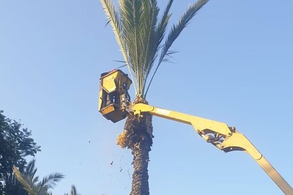 מתכוננים לסוכות: עיריית אשדוד תחלק סכך בחינם לתושבים
