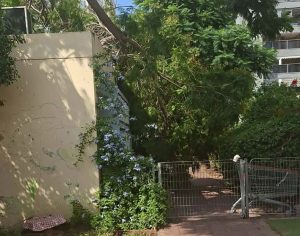 עץ קרס בגן ילדים באשדוד: מקרה שני באותו אזור