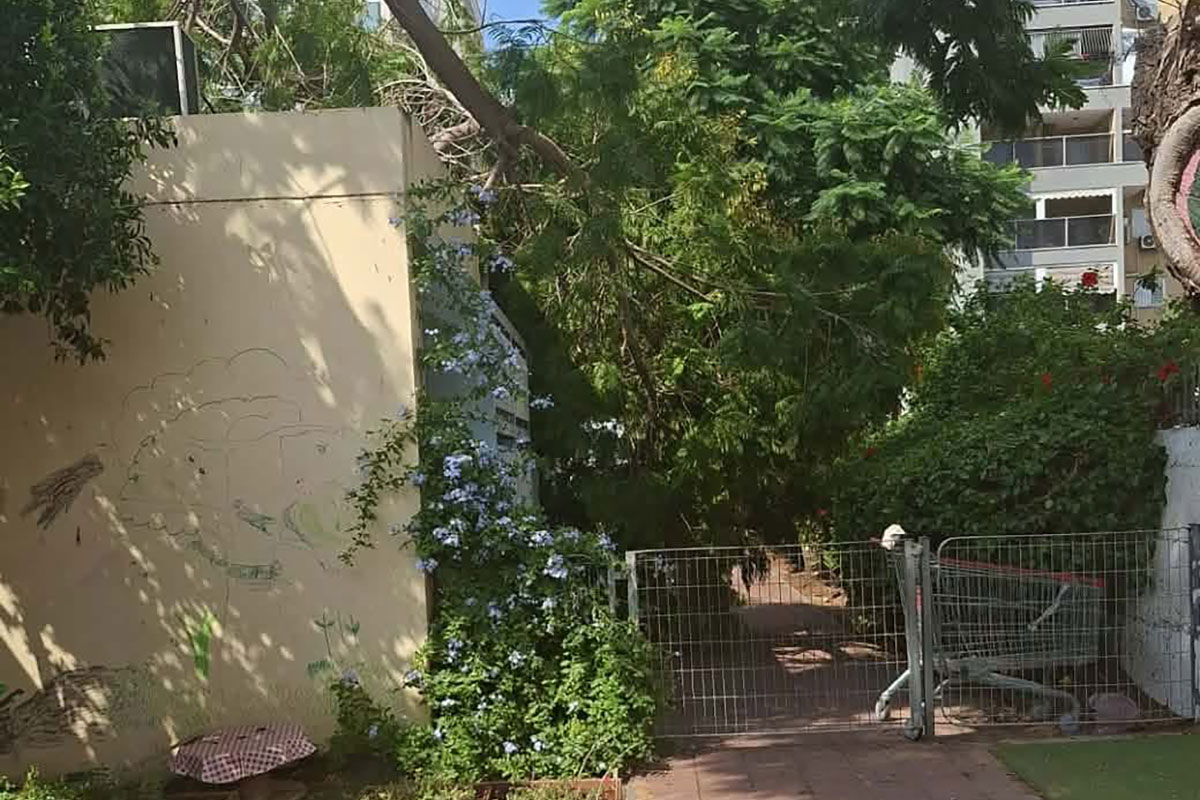 עץ קרס בגן ילדים באשדוד: מקרה שני באותו אזור